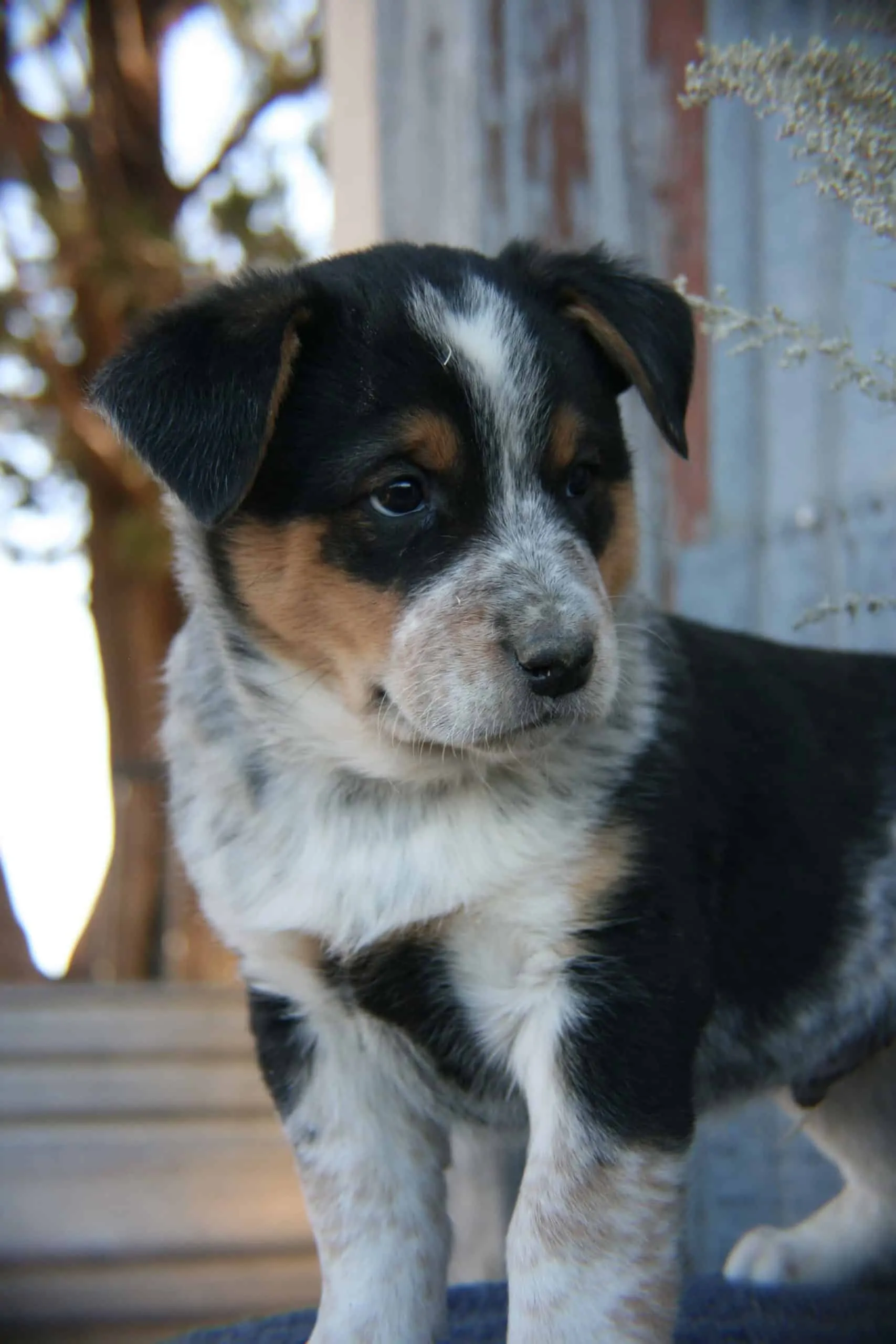 Texas Heelers, Miniature Australian Shepherds, & Australian Cattle Dogs -  Town & Country Texas Heelers