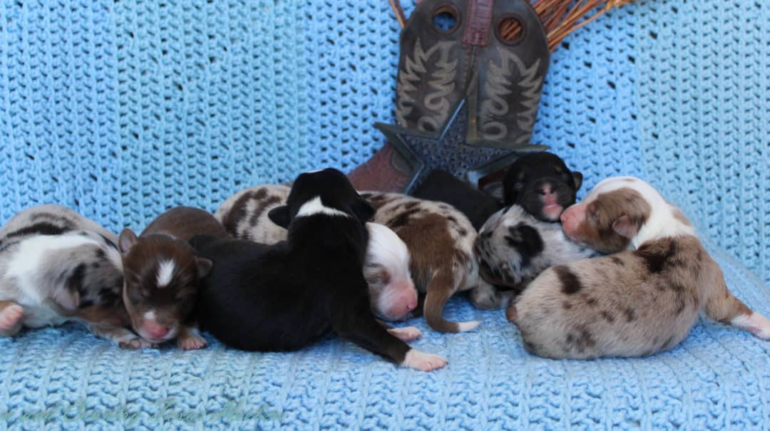 Ruby X Red Australian Shepherd Puppies 6/4/2020