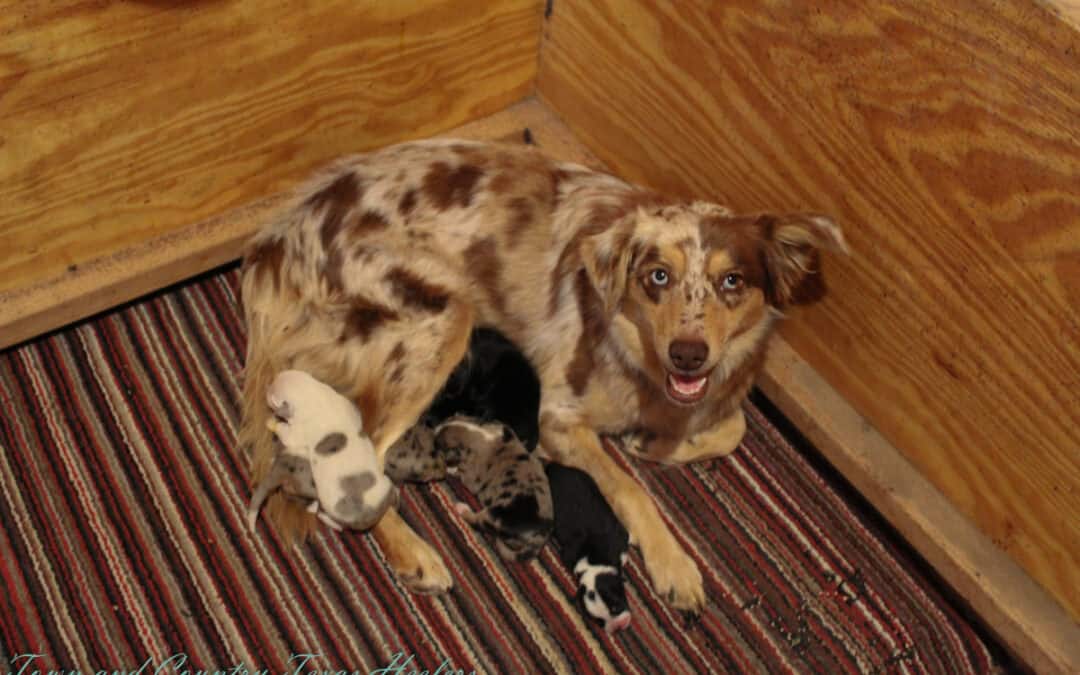 Oakley X Buzz Texas Heelers