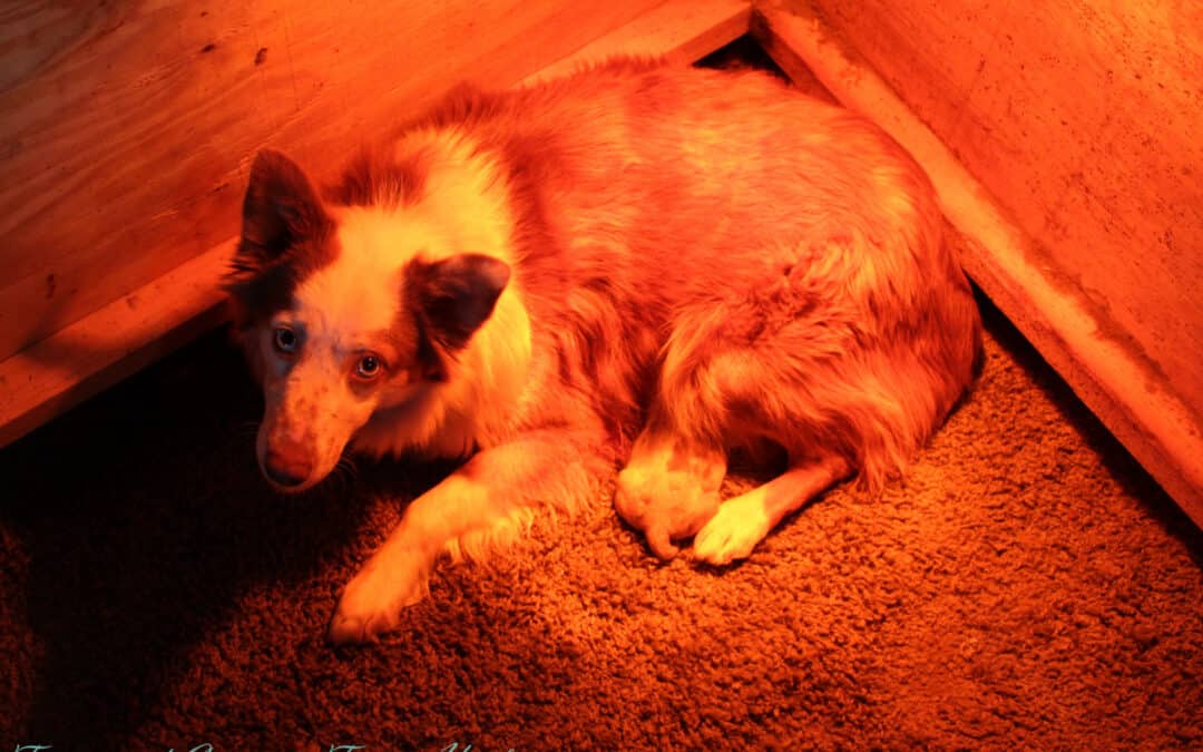 Foxie x Chief Mini Aussies