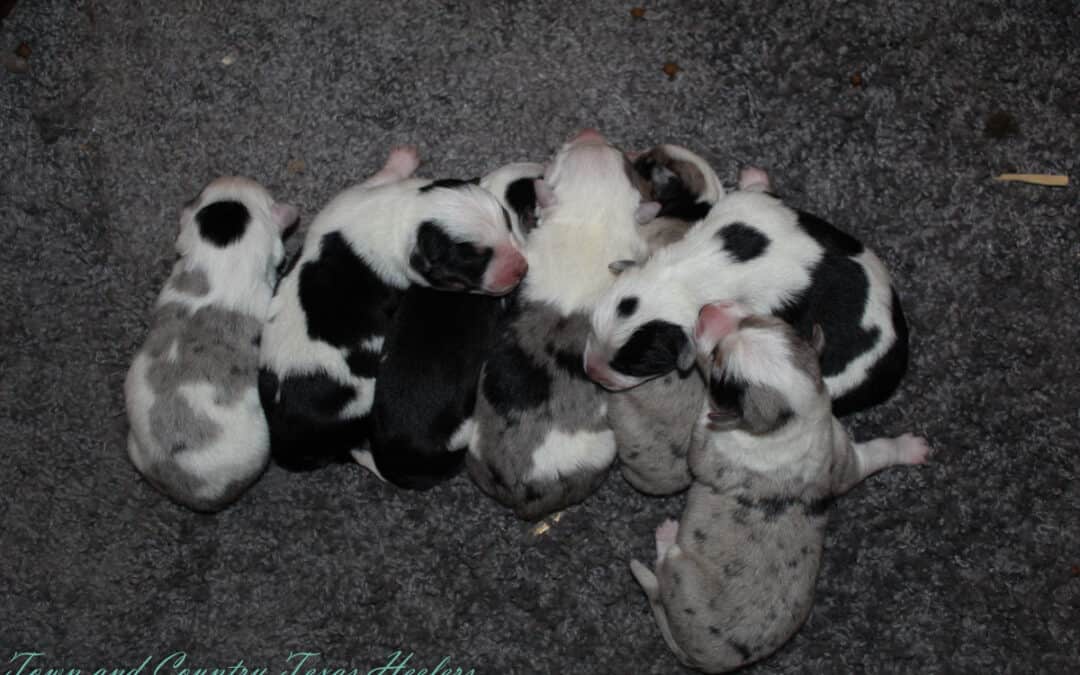 Ruby X Buzz Texas Heelers