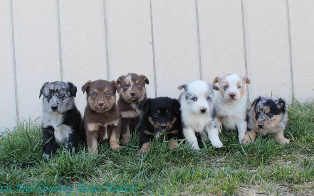 Oakley X Bandit Mini Texas Heelers