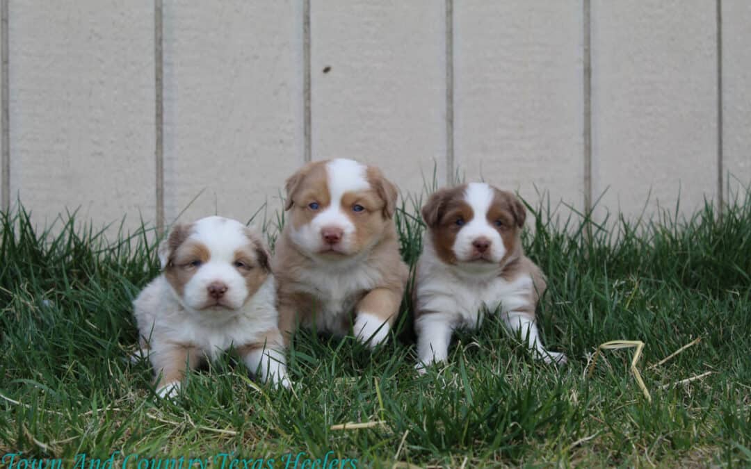 Foxie x Chief Mini Aussies
