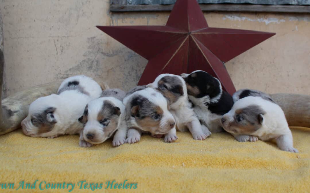 Ruby X Buzz Texas Heelers