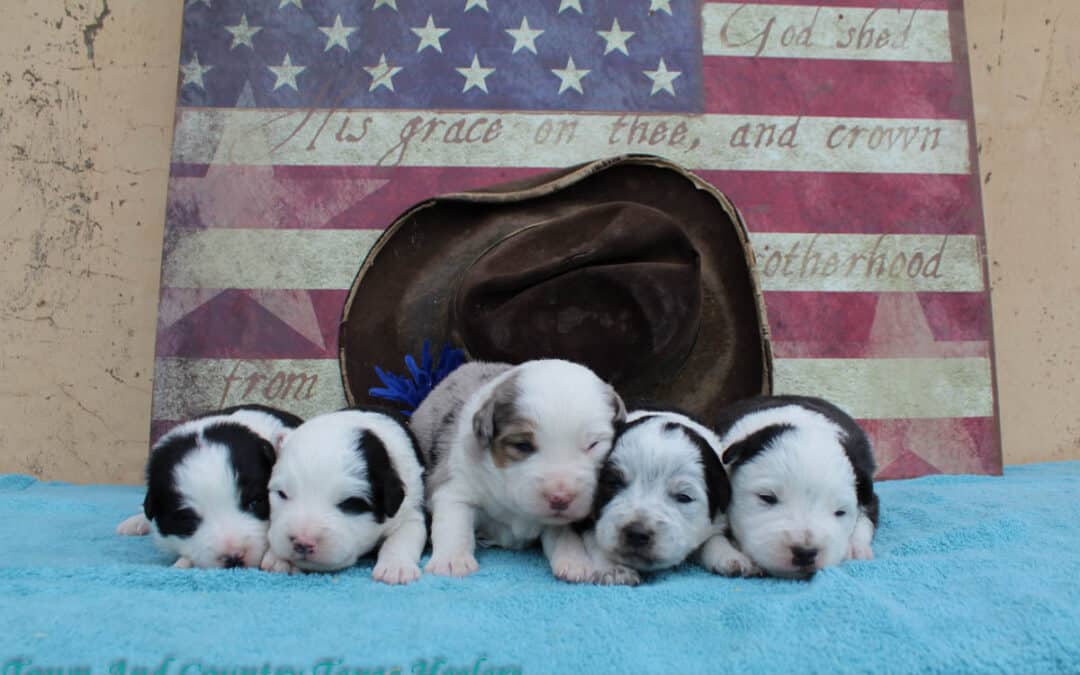 Jewell X Chief Mini Texas Heelers