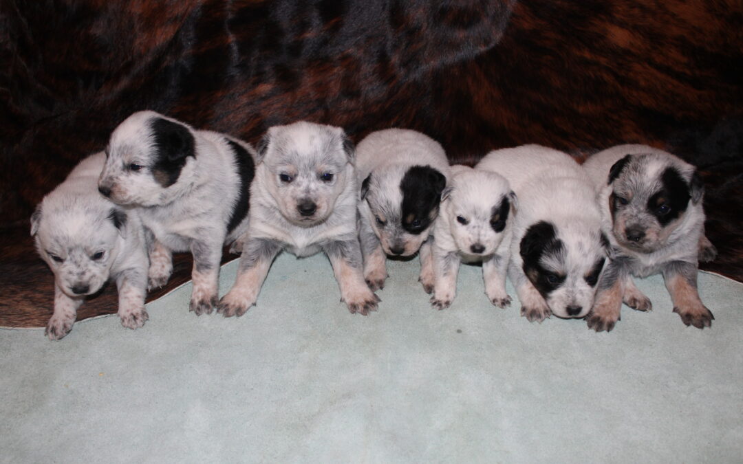 Jewell X Buzz Australian Cattle Dogs (Heelers)